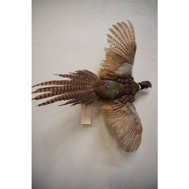 Taxidermy Pheasant bird mid-flight. Male Pheasant rooster / Cock This piece would be a great addition to a study or living...