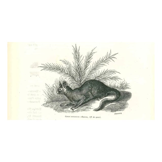 Paul Gervais, The Rabbit, 1854, Lithograph For Sale