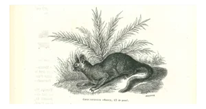 Paul Gervais, The Rabbit, 1854, Lithograph