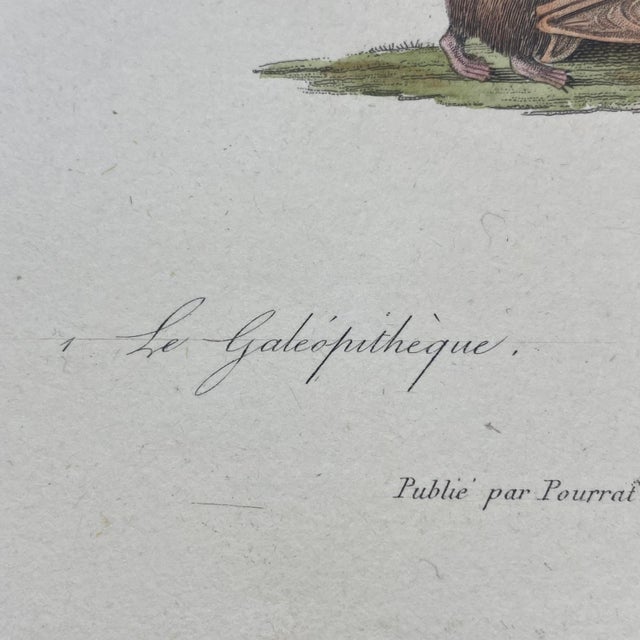 18th Century French Antique 18th Century "Le Galeophitheque" Animal Engraving Hand Colored Artwork For Sale - Image 5 of 7