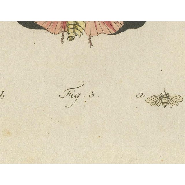 19th Century Bertuch, Walking Leaf and Chinese Lantern Fly, 1805, Print For Sale - Image 5 of 12