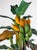 Wood Mid-Century Hand-Carved Wooden Banana Tree Sculpture, South America, 1950s For Sale - Image 7 of 18