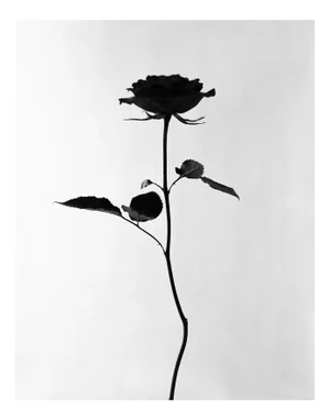 Black Rose - Black and White Floral Photography, Limited Edition of 20 2023