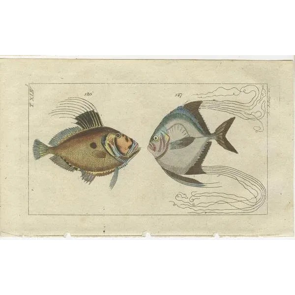 Set of three original antique fish prints. Star fish, Peprilus paru 78, and swordfish, Xiphias gladius 79. Haddock,...