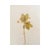 Vintage Swedish Herbarium - European Starflower, Circa 1938 For Sale - Image 4 of 7