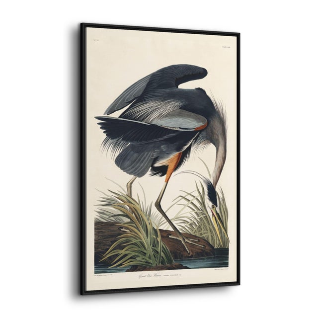 This framed Great Blue Heron canvas art by John James Audubon is made to order and presented in a black pinewood frame....