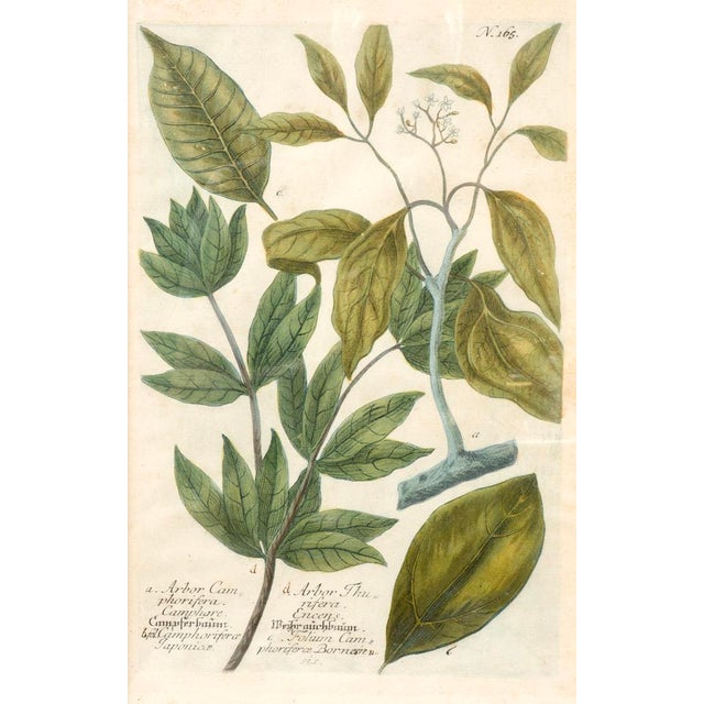 Set of Eight Framed Botanicals by J. Wilhelm Weinmann For Sale - Image 9 of 17