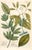 Set of Eight Framed Botanicals by J. Wilhelm Weinmann For Sale - Image 9 of 17