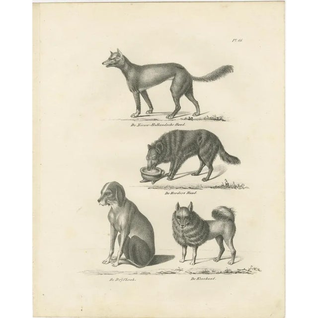 Paper Wild and Domestic Dogs, 1836, Lithograph For Sale - Image 7 of 11