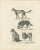 Paper Wild and Domestic Dogs, 1836, Lithograph For Sale - Image 7 of 11