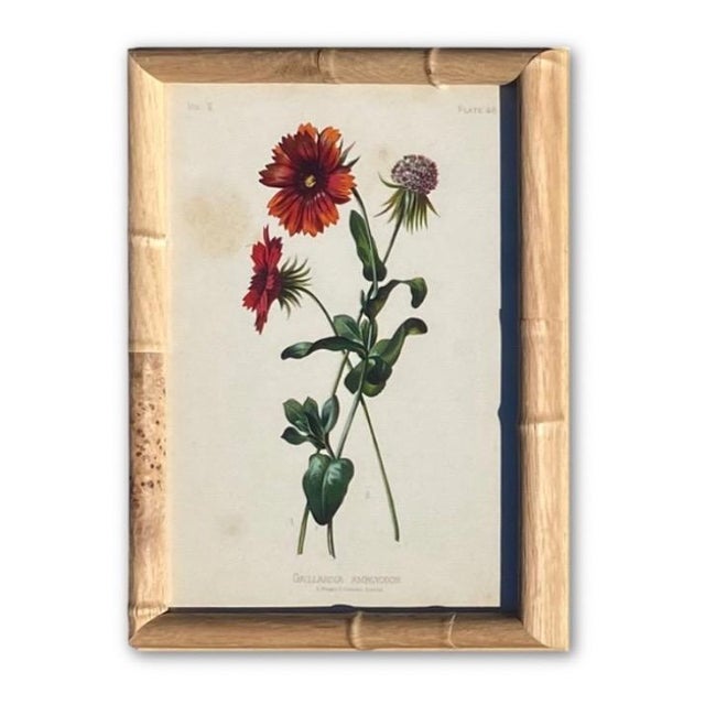 Framed Botanical Chromolithographs Set of 9 — “Wild Flowers of America”, Volume Ii, L. Prang & Co., Boston (C. 1878) For Sale - Image 9 of 18