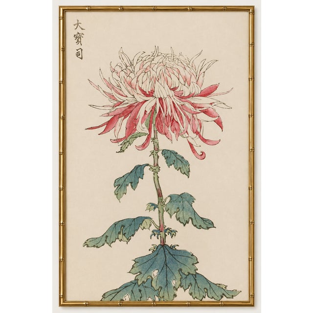 Japanese Chrysanthemum by Hasegawa, Vintage Botanical Art Print, 40" X 60" For Sale In Buffalo - Image 6 of 9