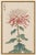 Japanese Chrysanthemum by Hasegawa, Vintage Botanical Art Print, 40" X 60" For Sale In Buffalo - Image 6 of 9