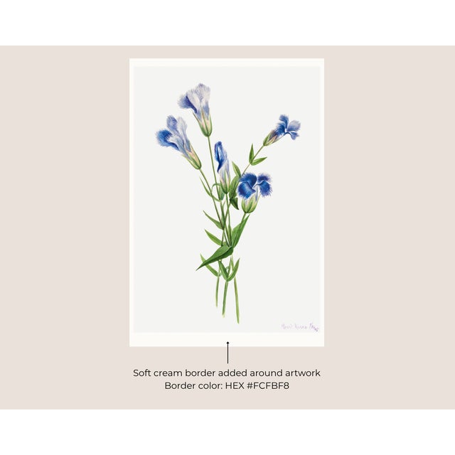 Not Yet Made - Made To Order Fringed Gentian, Vintage Botanical Art Print Reproduction by Mary Vaux Walcott, 16" X 24" For Sale - Image 5 of 9