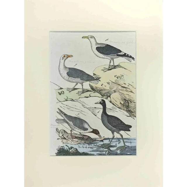 Johann Friedrich Naumann, Seagull, Etching, 1840 For Sale - Image 3 of 3