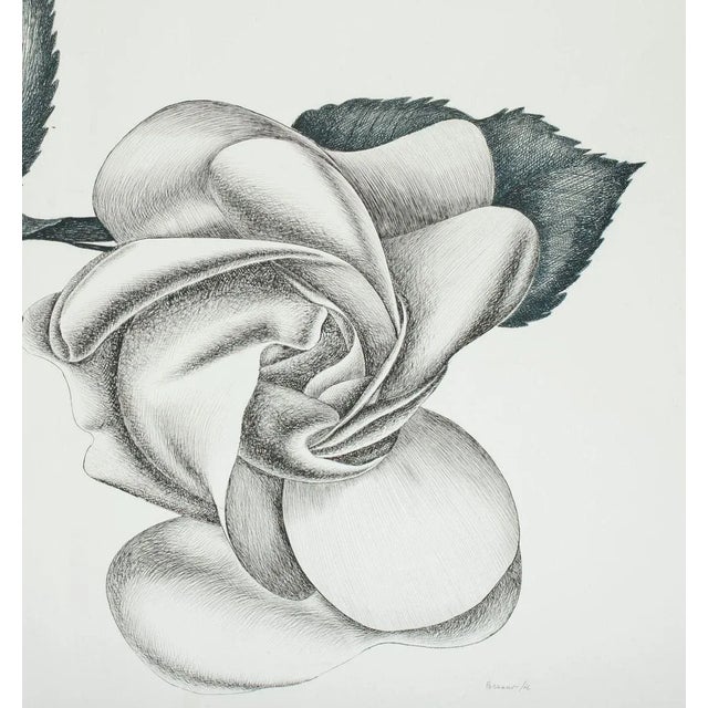 Black Rose is a beautiful original black and white etching on paper, realized by the Italian artist Giacomo Porzano...