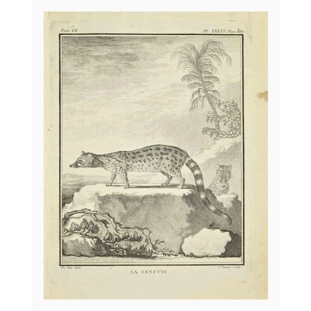 La Genette is an etching realized by Jean Charles Baquoy in 1771. It belongs to the suite "Histoire Naturelle de Buffon"....