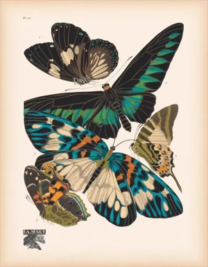 Papillons (Butterflies) Plate 10 Giclee Reproducion Art Print by Emile Allian Séguy