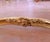 Late 19th Century 19th Century French Louis XV Carved Giltwood Canapé De Lit Crest For Sale - Image 5 of 9