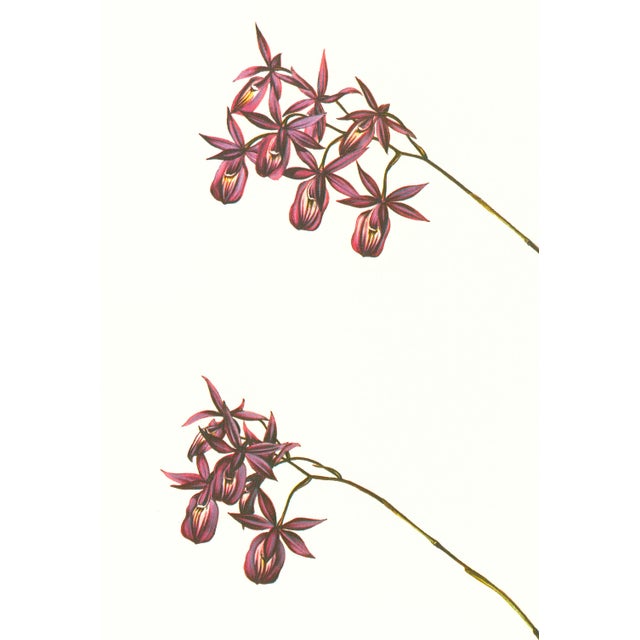 Limited edition reproduction print of one of the most famous botanical works ever produced, "The Orchidaceae of Mexico and...