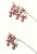 Limited edition reproduction print of one of the most famous botanical works ever produced, "The Orchidaceae of Mexico and...