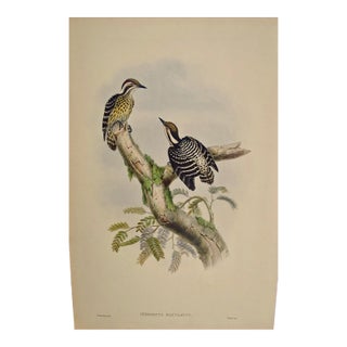 Woodpeckers, Sonnerat's Pygmy: A 19th C. Gould Hand-Colored Lithograph, 1850 For Sale