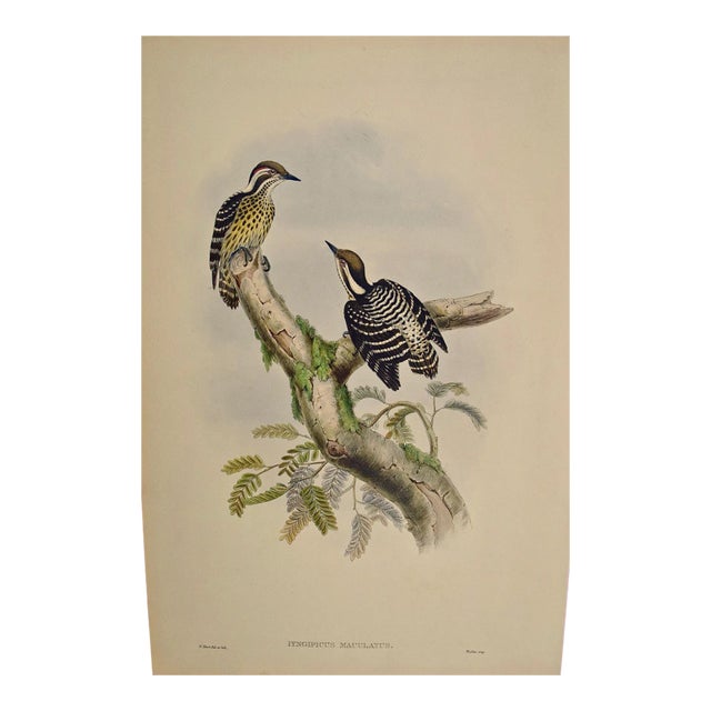 Woodpeckers, Sonnerat's Pygmy: A 19th C. Gould Hand-Colored Lithograph, 1850 For Sale