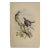 Woodpeckers, Sonnerat's Pygmy: A 19th C. Gould Hand-Colored Lithograph, 1850 For Sale