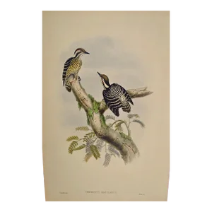 Woodpeckers, Sonnerat's Pygmy: A 19th C. Gould Hand-Colored Lithograph, 1850