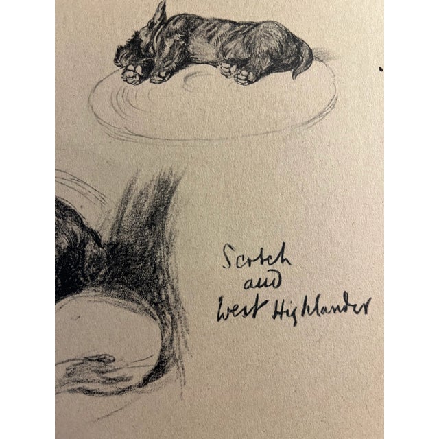 Illustration 1935 Scotch and West Highland Terriers Aldin Print For Sale - Image 3 of 4