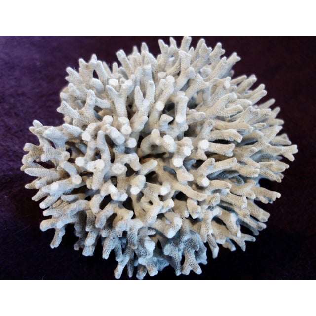 Birdsnest Coral For Sale - Image 4 of 6