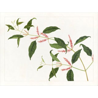Golden Tropic Botanicals Plate #21, Giclée Print For Sale