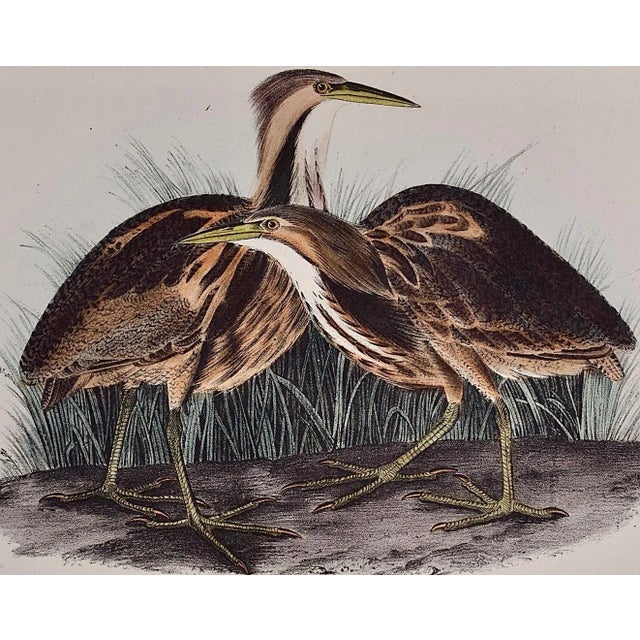 Realism Audubon American Bittern: An Original 1st Ed. Audubon Hand-Colored Bird Lithograph, 1840 For Sale - Image 3 of 5