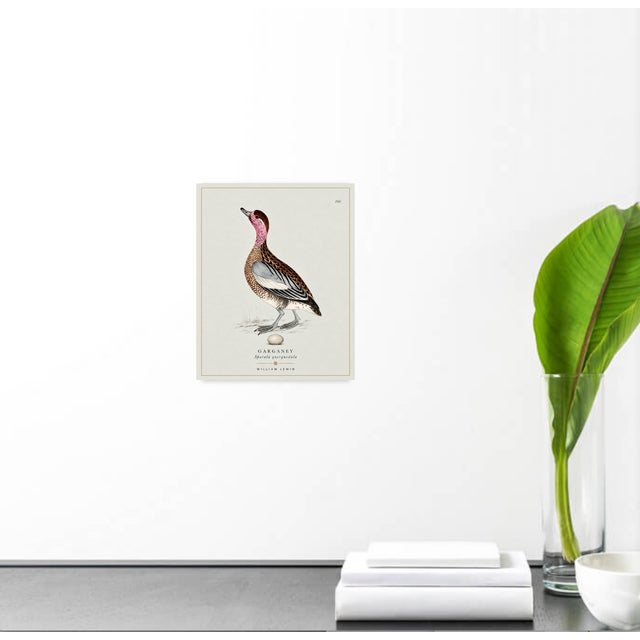 William Lewin 1789 Waterbirds Fine Art Gallery Board Print - The Garganey For Sale - Image 9 of 13