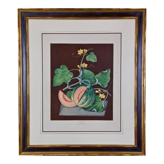 "Amicua Melon" Hand Finished Color Engraving by George Brookshaw , 1812 For Sale