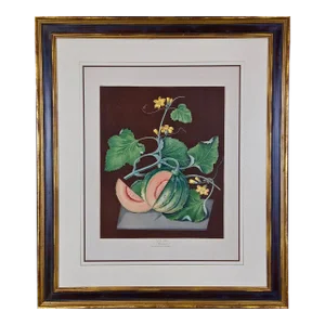 "Amicua Melon" Hand Finished Color Engraving by George Brookshaw , 1812