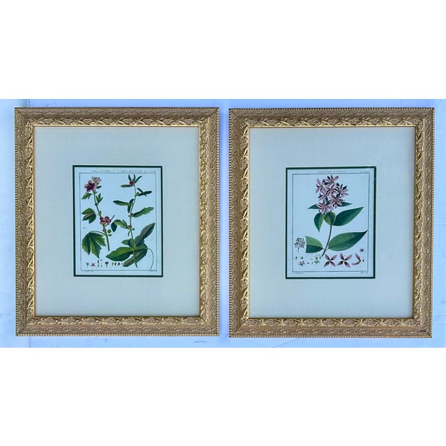 White Hibiscus and Mallows (Malvaceae), Pair Original Botanical Prints, 1838 (Framed) For Sale - Image 8 of 8