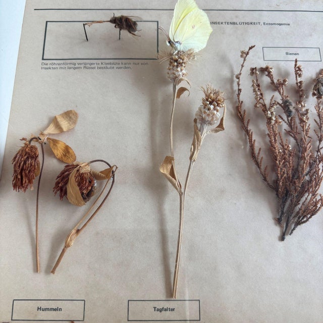 Herbarium Flower Pollination, Germany, 1950s For Sale - Image 9 of 11