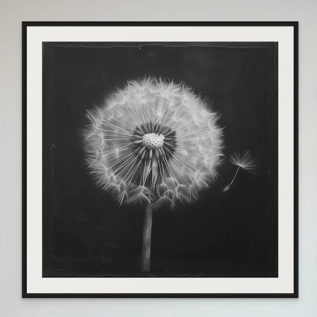 Mid-Century Modern Dandelion No. 1 — Black and White Botanical Print After an Original 1950s Mezzotint, Unframed For Sale - Image 3 of 4