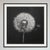 Mid-Century Modern Dandelion No. 1 — Black and White Botanical Print After an Original 1950s Mezzotint, Unframed For Sale - Image 3 of 4