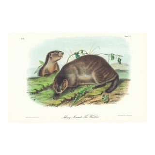 1854 Audubon Quadruped Octavo Lithograph "Plate 103 Hoary Marmot the Whistler" For Sale