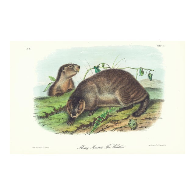 1854 Audubon Quadruped Octavo Lithograph "Plate 103 Hoary Marmot the Whistler" For Sale