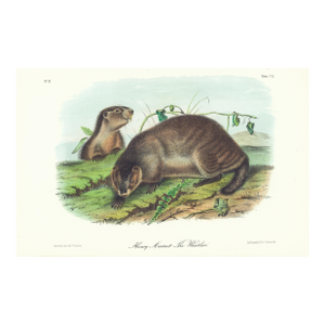 1854 Audubon Quadruped Octavo Lithograph "Plate 103 Hoary Marmot the Whistler"