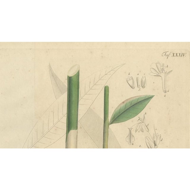 Elettaria & Amomum Species, 1800s, Paper For Sale - Image 3 of 10