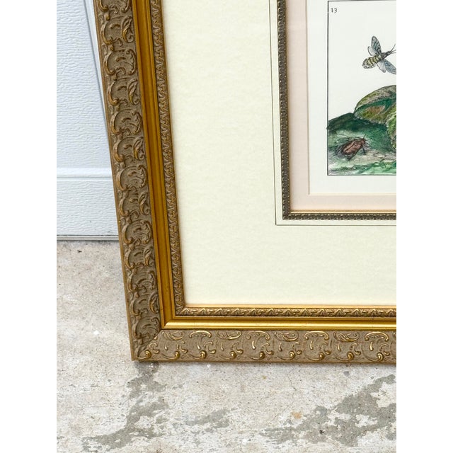 Traditional Vintage Framed Cyclamen Flower Print For Sale - Image 3 of 7