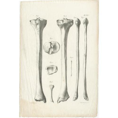 Early 19th Century Jules Cloquet, French Anatomical Foot and Lower Limb, 1821, Lithograph, Set of 3 For Sale - Image 5 of 9