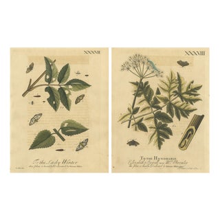 Albin, English Moths and Caterpillars on Hedgerow Plants, 1720, Prints, Set of 2 For Sale