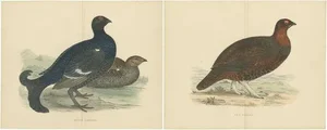 Set of 2 Illustrations of a Black Grouse and Red Grouse