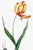 A dramatic example of early 19th-century botanical illustration, this vintage art print reproduction features Didier's...