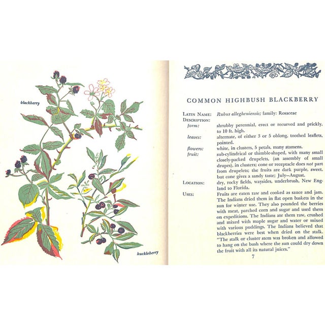 "Savor & Flavor: Berries in Fact and Fancy" 1944 Maril, Lee For Sale In New York - Image 6 of 11